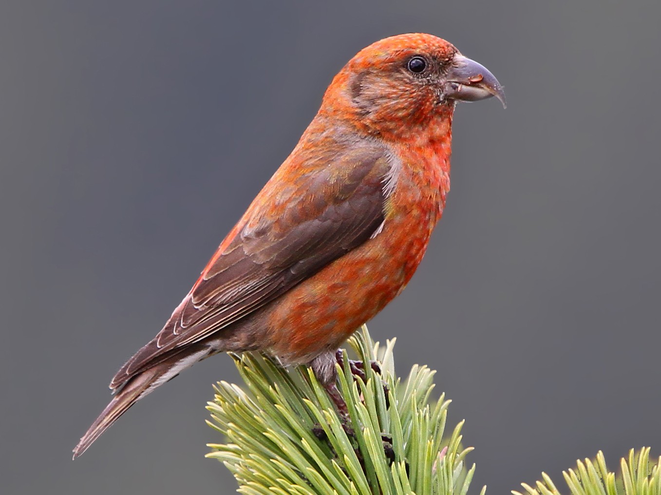 Red Crossbill (Loxia curvirostra)